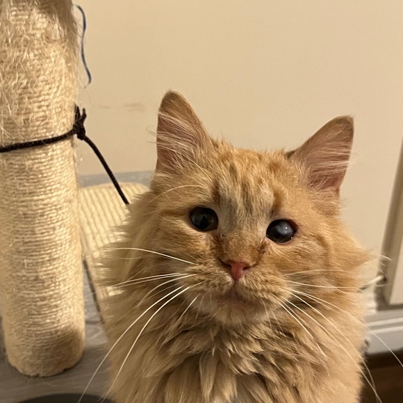 Meet your Posher, Osama - Picture 1 of 1